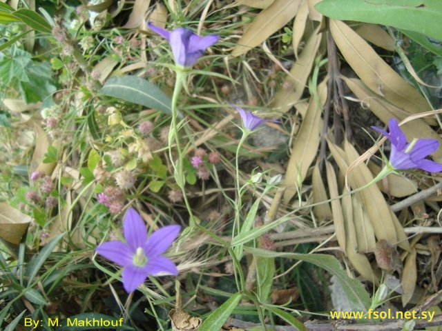 Campanula retrorsa Labill.